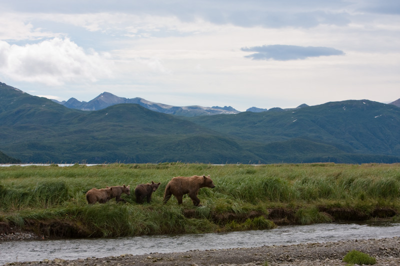 Grizzly Bear Sow And Cubs